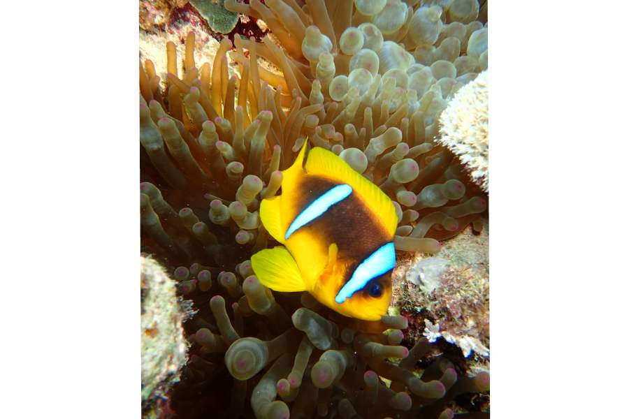 poisson clown marsa shagra