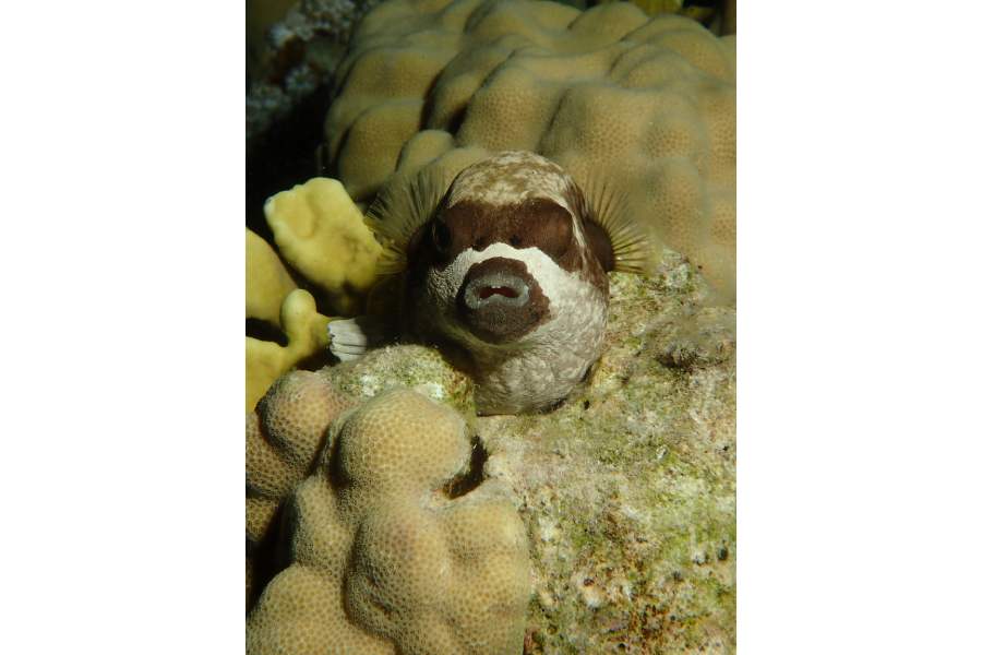 poisson globe marsa shagra