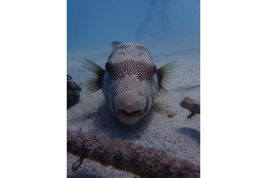 poisson insolite marsa shagra