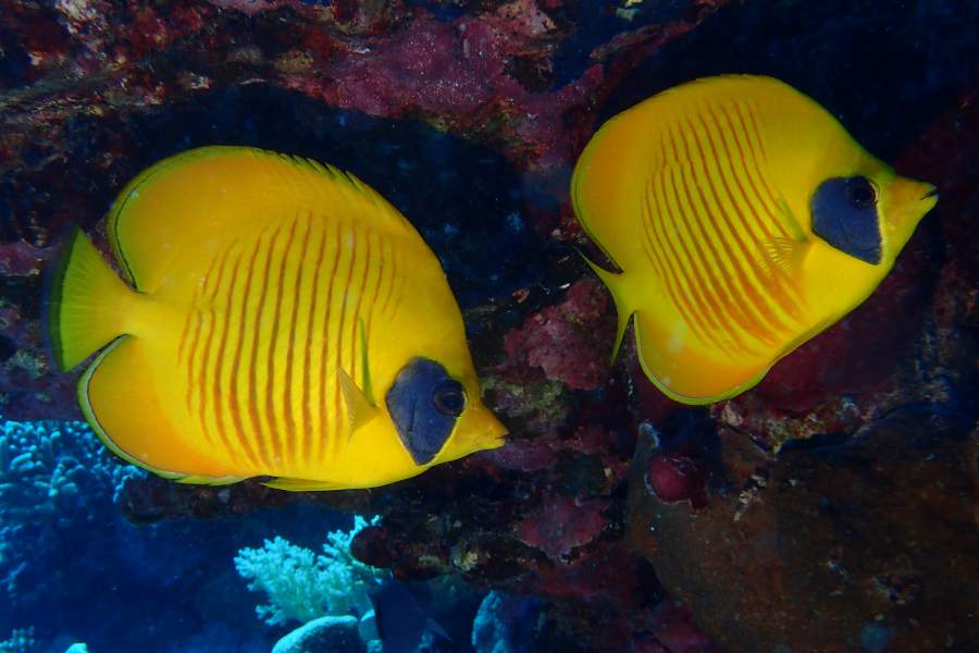 poisson papillon jaune masque marsashagra