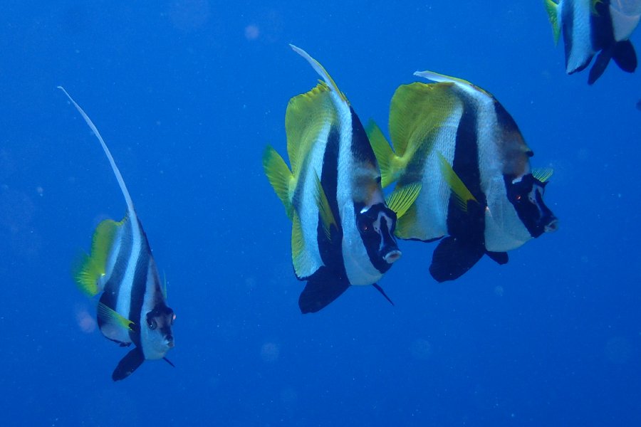 poisson papillon marsa shagra