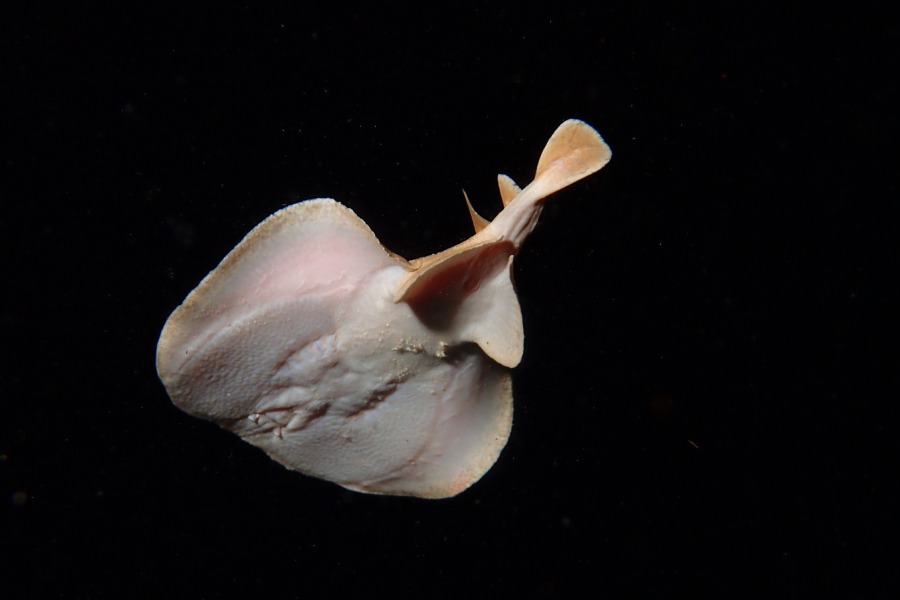 raie torpille marsa shagra