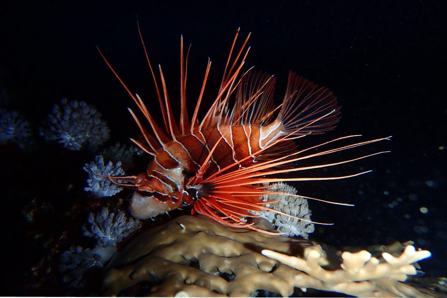 rascasse nuit marsa shagra