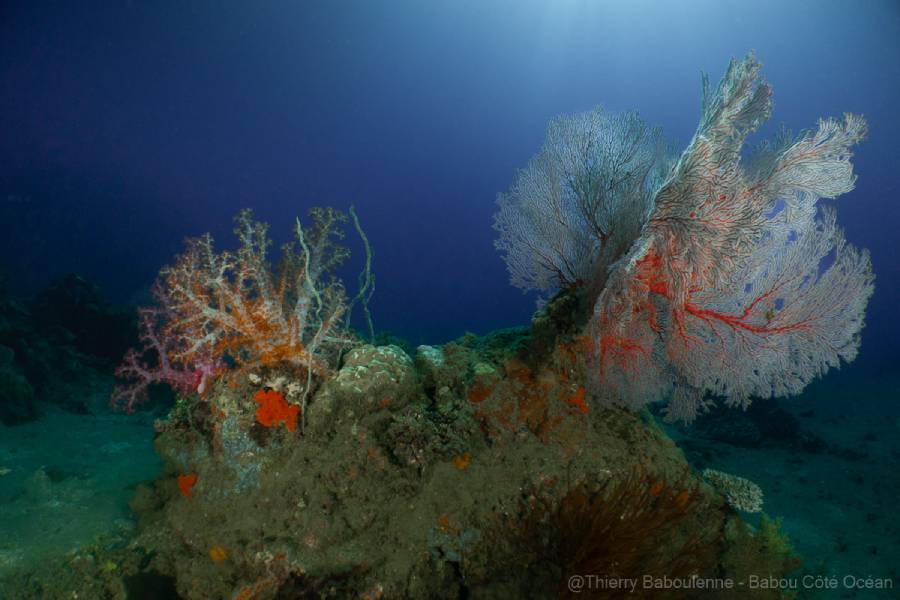 gorgone photo caisson nauticam