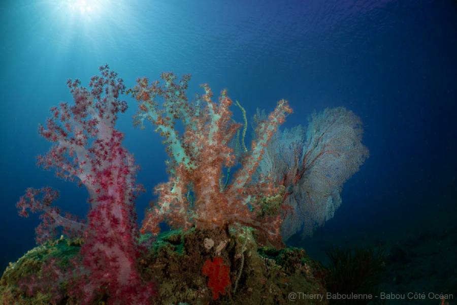 caisson nauticam tg7