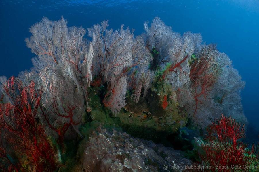 photo sous marine caisson nauticam