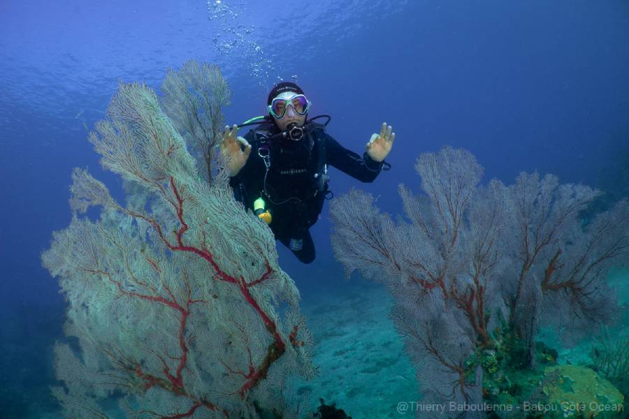 plongee sous marine nouvelle caledonie