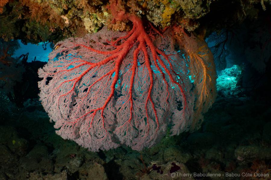 photo caisson nauticam gorgone rouge