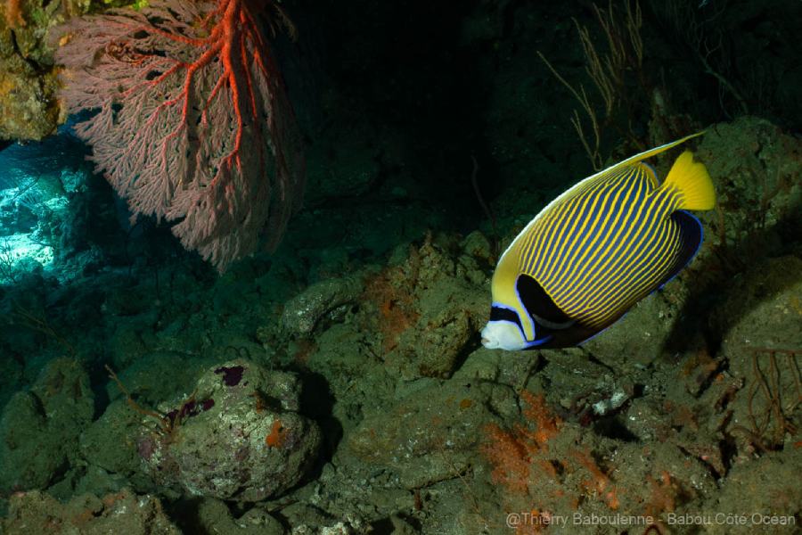 photo caisson nauticam poisson papillon