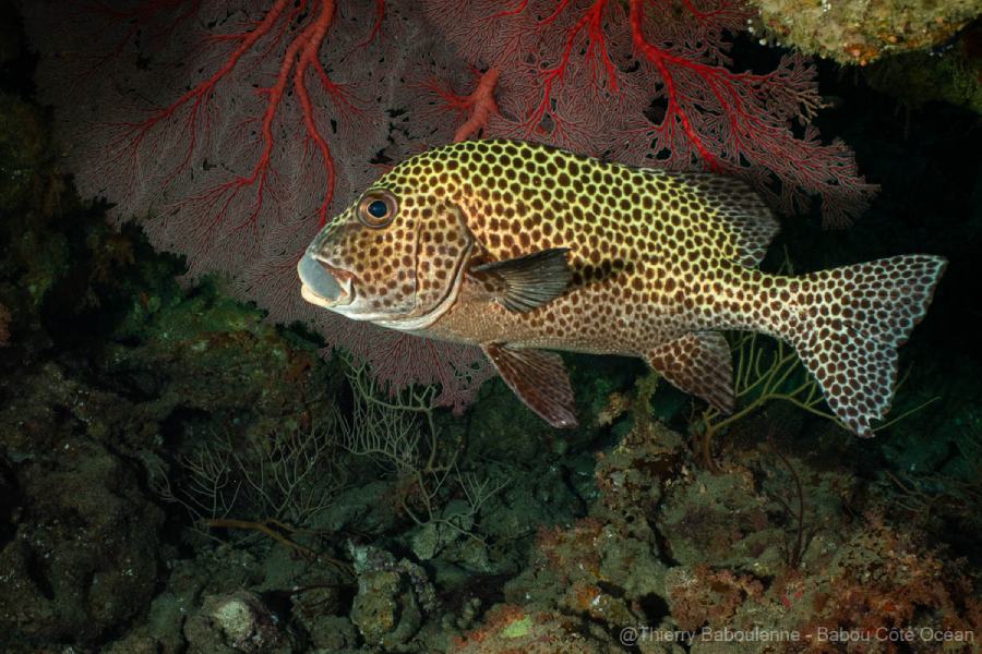 photo caisson nauticam poisson