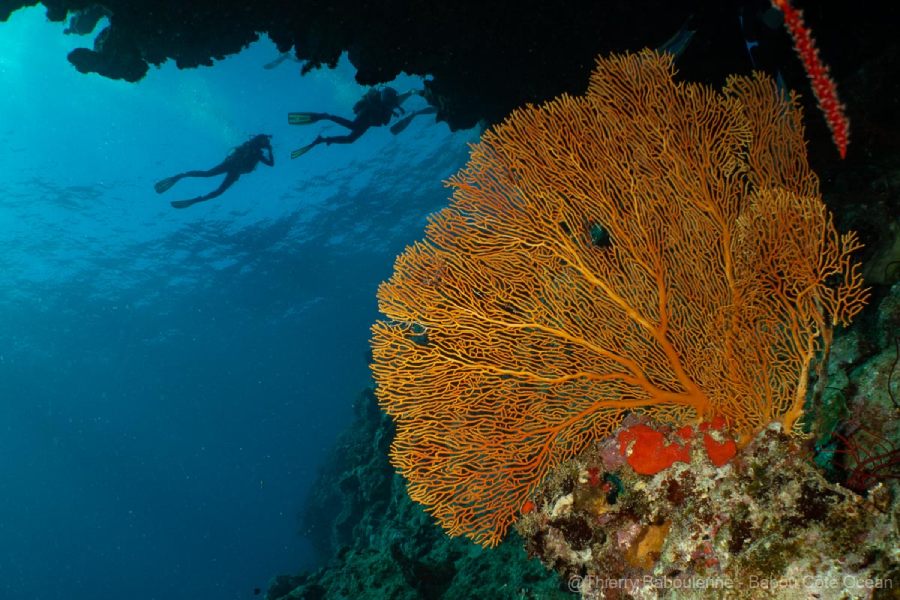 photo caisson nauticam babou plongee