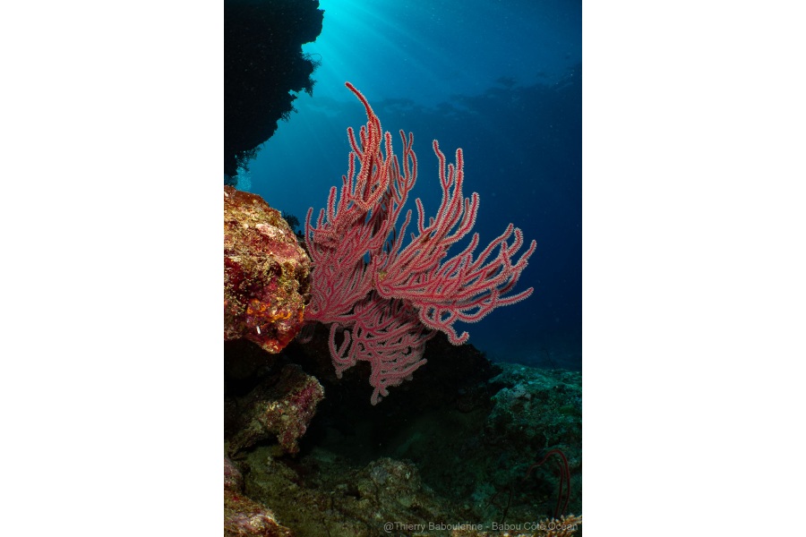 photo caisson nauticam nouvelle caledonie