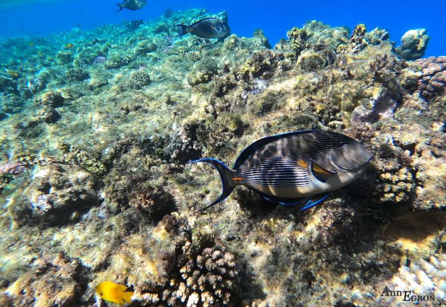 poisson-mer-rouge-marsa-shagra
