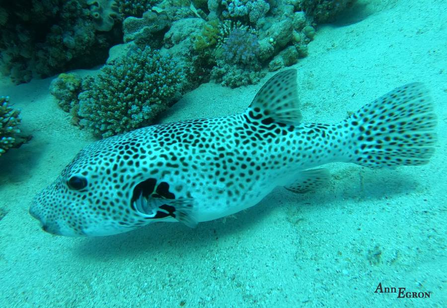 poisson-marsa-shagra-mer-rouge