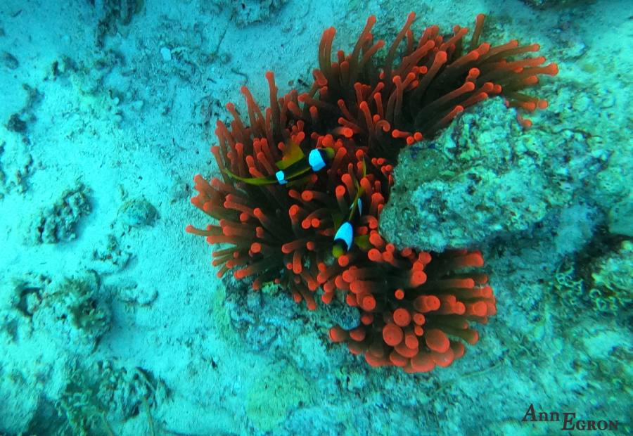 poisson-clown-mer-rouge