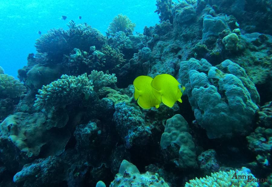 poisson-papillon-mer-rouge