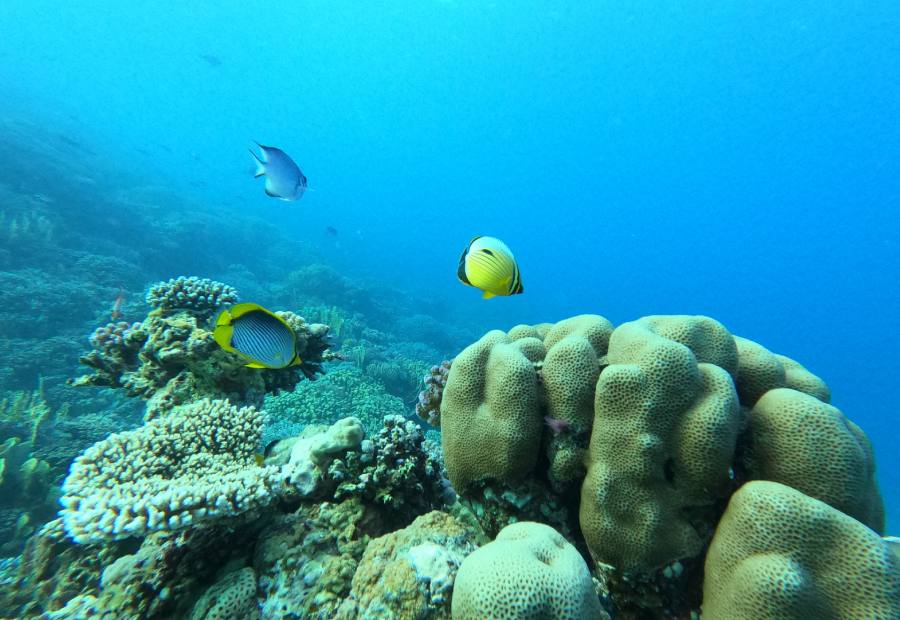 poisson-papillon-mer-rouge