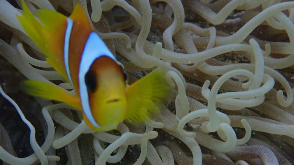 periple-plongee-mer-rouge