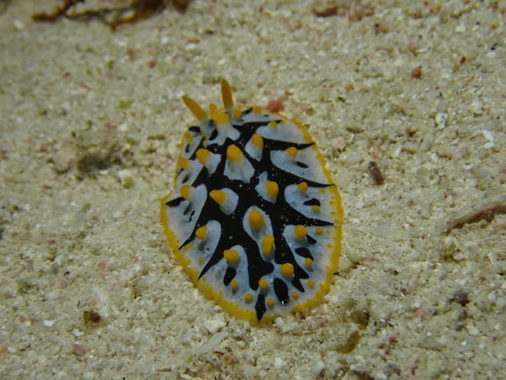 doris mer rouge egypte