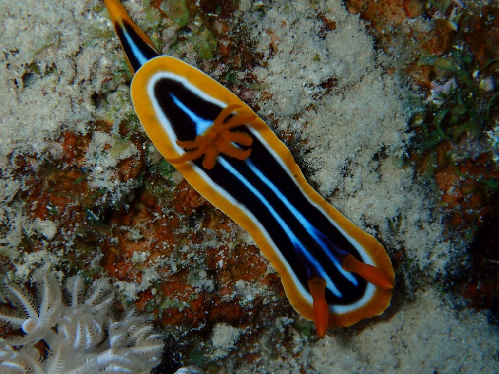 nudibranche mer rouge egypte