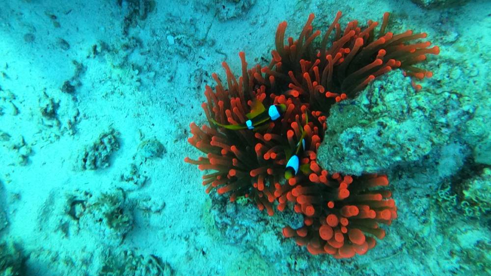 poisson clown mer rouge