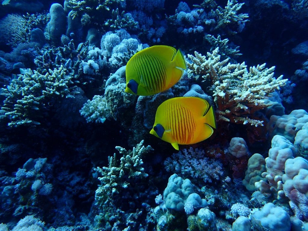 poisson papillon mer rouge