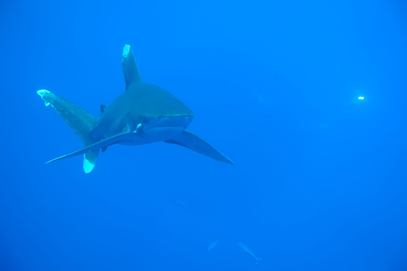 requin mer rouge egypte
