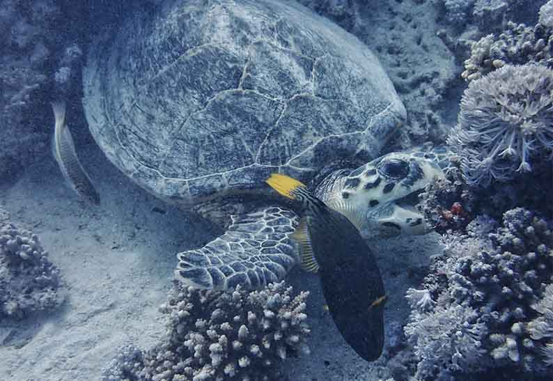 gabarit carte visite 8.5x5.4cm