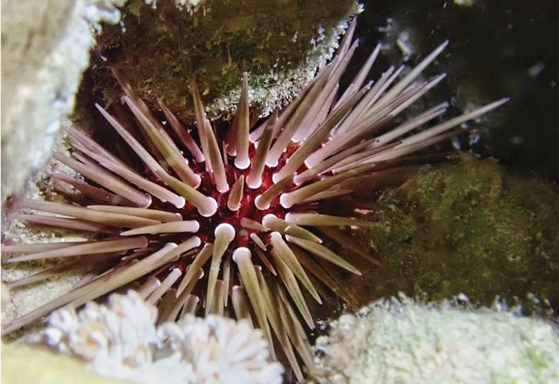 gabarit carte visite 8.5x5.4cm