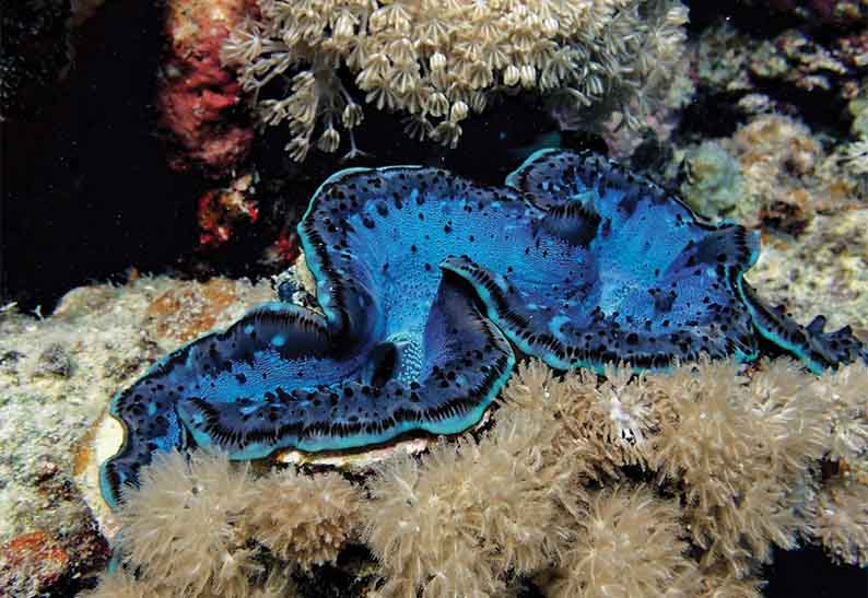 gabarit carte visite 8.5x5.4cm