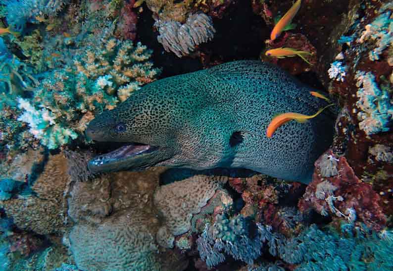 gabarit carte visite 8.5x5.4cm