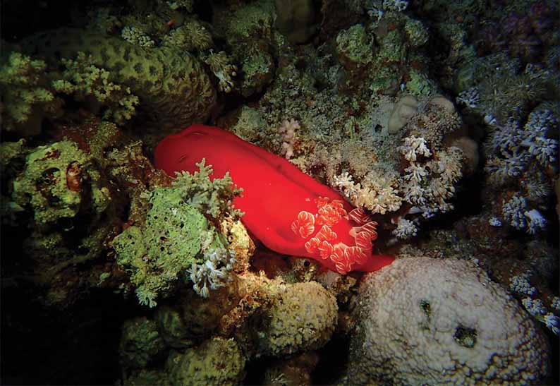 gabarit carte visite 8.5x5.4cm