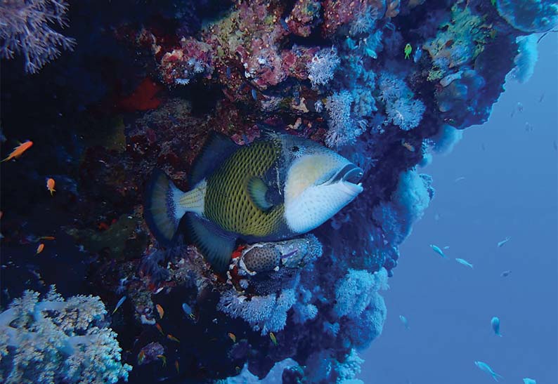 gabarit carte visite 8.5x5.4cm