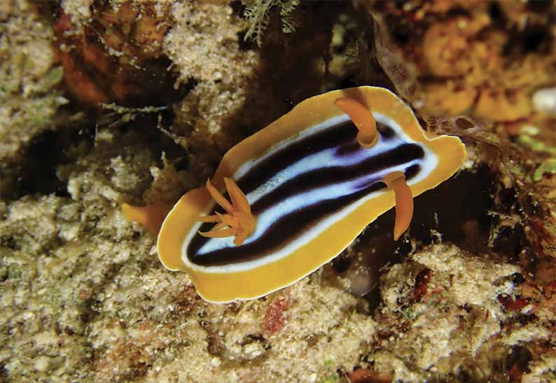 gabarit carte visite 8.5x5.4cm