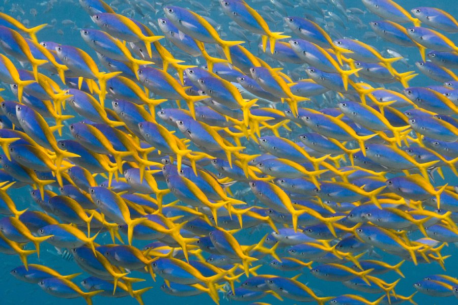 caesto teres patrick giraudeau