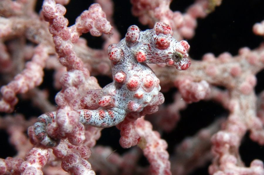 hippocampus bargibanti patrick giraudeau