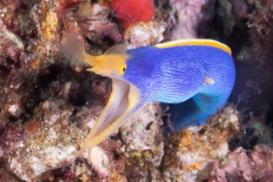 rhinomuraena quaesita patrick giraudeau (1)