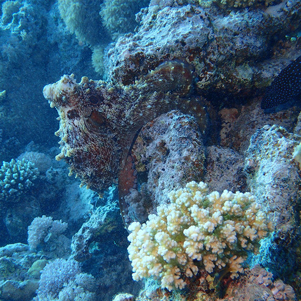 article verre progressif 2