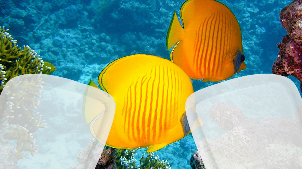 masque plongee verre progressif