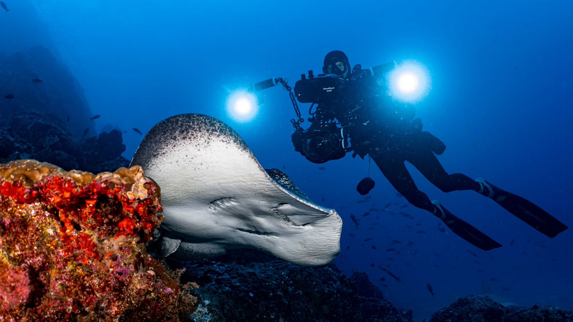 optiques wacp nauticam